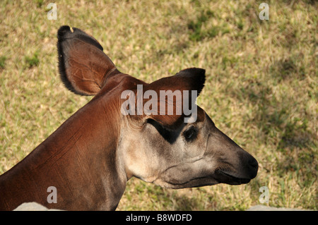 Chef de l'Okapi dans zoo. Banque D'Images