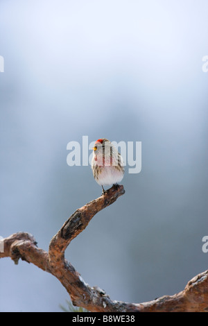 Red poll perché sur le pin sylvestre bough Banque D'Images