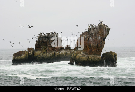 Seal Island près de l'île de San Lorenzo, Callao, Lima, Pérou, Amérique du Sud. Ressemble à la forme d'un sceau de la tête. Banque D'Images
