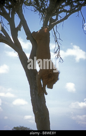 Lion mâle adulte en ordre décroissant des branches et couvert d'un arbre balanites Réserve nationale de Masai Mara au Kenya Afrique de l'Est Banque D'Images
