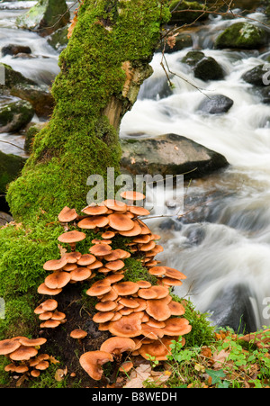 Bouquet de champignons poussant sur la base de l'arbre avec de l'eau derrière la rivière blanche Banque D'Images