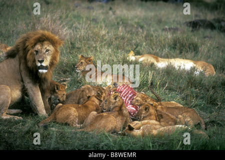 La fierté de Lion sur un kill mâle mature avec une fine mane rss aux côtés de groupe de 10 louveteaux Masai Mara National Reserve Kenya Afrique de l'Est Banque D'Images