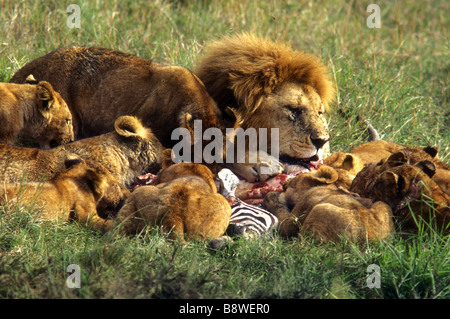 La fierté de Lion sur un kill mâle mature avec une fine mane rss aux côtés de groupe de 10 louveteaux Masai Mara National Reserve Kenya Afrique de l'Est Banque D'Images