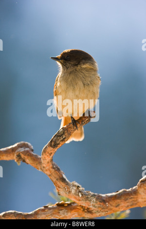 Siberian jay perché sur la branche de pin sylvestre Banque D'Images