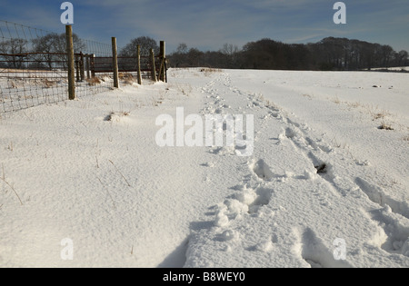 Des traces de pas dans la neige profonde sur la voie de la ferme Banque D'Images