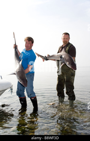 Les pêcheurs avec un Tope shark ou à l'école qu'il avait juste pris sur la plage à Garndolbenmaen,Péninsule Llyn North Wales Banque D'Images