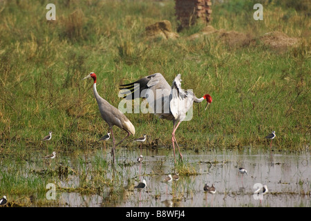 Sarus Crane, Inde Banque D'Images