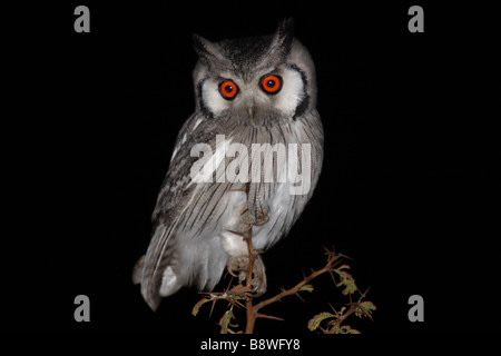 Southern white-faced scops owl - Afrique du Sud Banque D'Images