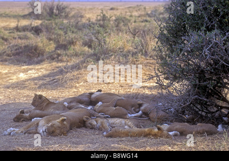 La fierté de lion reposant à l'ombre d'un buisson le Masai Mara National Reserve Kenya Afrique de l'Est Banque D'Images