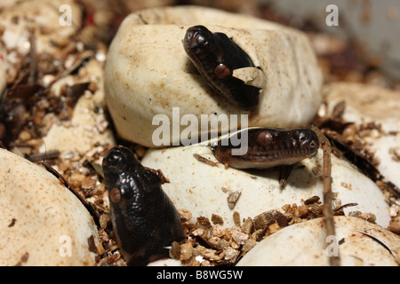 Tapis d'incubation Australian Pythons Morelia spilota (mcdowlii) Banque D'Images