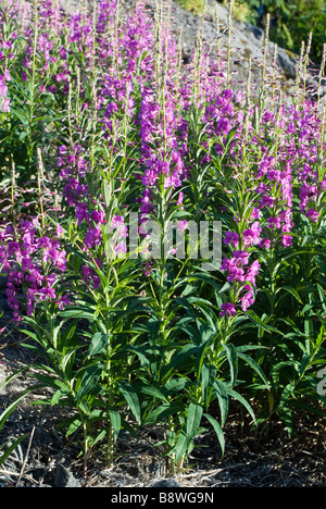 Rosebay Willowherb Épilobe, Grand, Willow-herb (Chamerion angustifolium syn. - Onagraceae Epilobium angustifolium), Norvège Banque D'Images