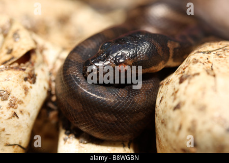 Un tapis de tortues (Python Morelia spilota mcdowlii) Banque D'Images