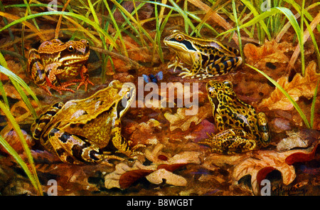 Grenouille Rousse, Rana temporaria, la Grenouille commune européenne Banque D'Images