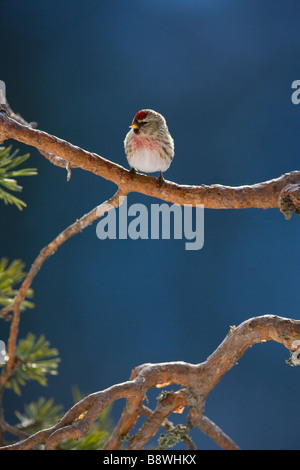 Red poll perché sur le pin sylvestre bough Banque D'Images