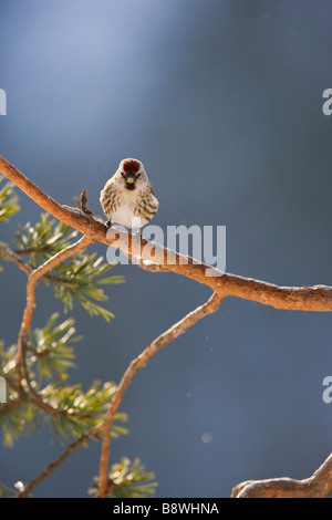 Red poll perché sur le pin sylvestre bough Banque D'Images