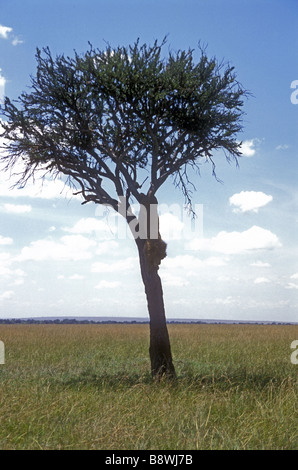 Lion mâle adulte en ordre décroissant des branches et couvert d'un arbre balanites Réserve nationale de Masai Mara au Kenya Afrique de l'Est Banque D'Images