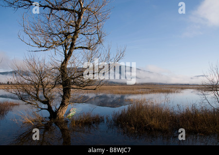 Un arbre près du lac de Cerknica en Slovénie, vous pouvez voir la montagne Slivnica en arrière-plan et le brouillard s'élevant du sol. Banque D'Images