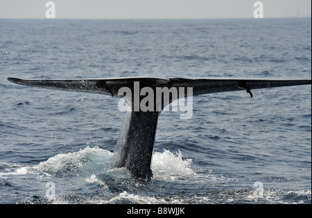 Sondage du rorqual bleu, queue levée Balaenoptera musculus brevicauda - arrive à la surface de l'Océan Indien, au large de Sri Lanka en Asie. Banque D'Images