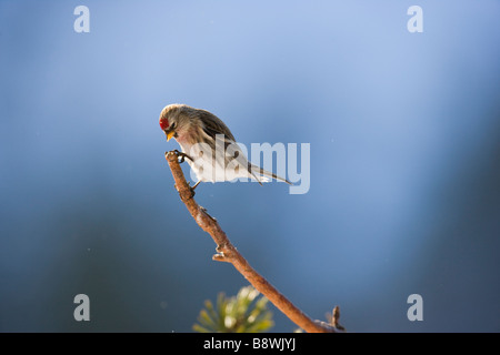 Red poll perché sur la branche de pin sylvestre Banque D'Images