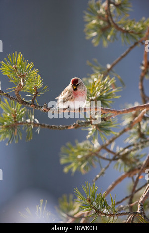 Red poll perché sur la branche de pin sylvestre Banque D'Images