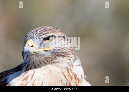 Buse rouilleuse (Buteo regalis) au désert de Sonora Banque D'Images