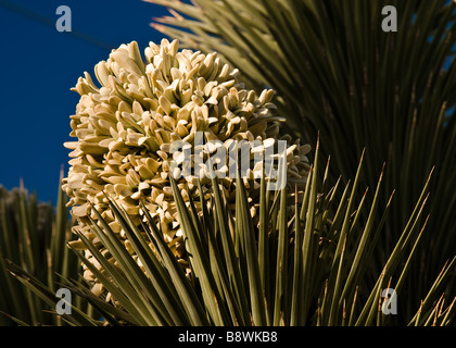 Joshua tree en fleur. Stock Photography par cahyman Banque D'Images