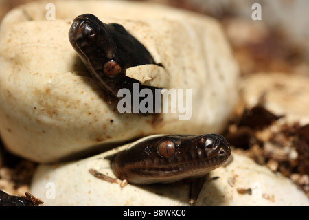 Des petits tapis Pythons australiens (Morelia spilota mcdowlii) Banque D'Images