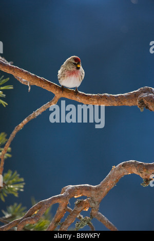 Red poll perché sur le pin sylvestre bough Banque D'Images