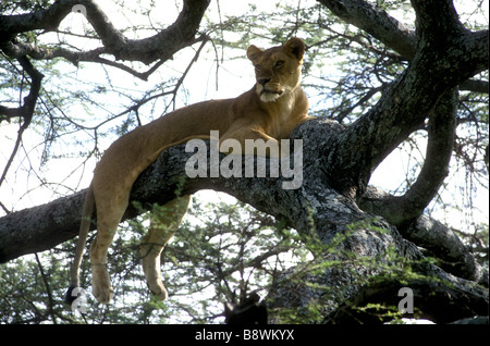 Repos lionne détente sur une grosse branche un acacia dans le Parc National du Serengeti Tanzanie Afrique de l'Est Banque D'Images