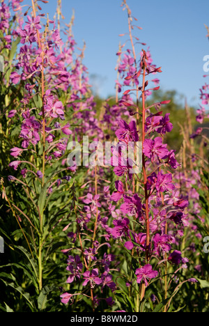 Rosebay Willowherb Épilobe, Grand, Willow-herb (Chamerion angustifolium syn. - Onagraceae Epilobium angustifolium), Norvège Banque D'Images