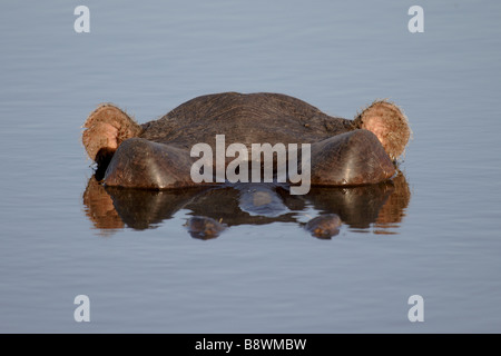 La plupart d'hippopotame immergé dans l'eau Banque D'Images