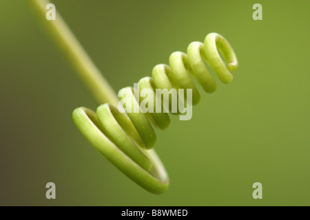 Une macro image d'un fruit de la vrille Banque D'Images
