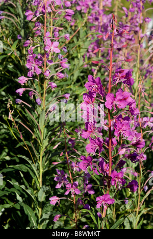 Rosebay Willowherb Épilobe, Grand, Willow-herb (Chamerion angustifolium syn. - Onagraceae Epilobium angustifolium), Norvège Banque D'Images