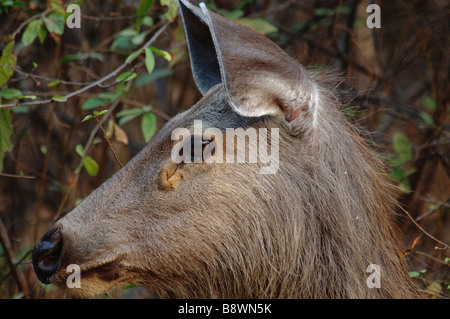 Un portrait de femme Cerf Sambar Cervus unicolor dans le parc national de Ranthambore Inida Banque D'Images