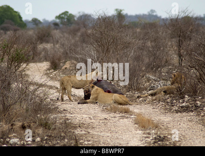 Les Lions le meurtre d'un hippopotame femelle adulte et son petit dans le Parc National Kruger en Afrique du Sud Banque D'Images