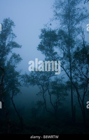 Eucalyptus entouré par le brouillard dans Ponmudi, Kerala. Banque D'Images