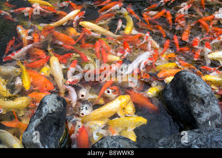 Carpes Koi, beaucoup de poissons colorés fantaisie dans l'étang en attente de l'alimentation, Chihpen, Taitung, Taïwan Banque D'Images