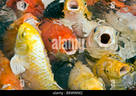 Carpes Koi, beaucoup de poissons colorés fantaisie dans l'étang en attente de l'alimentation, Chihpen, Taitung, Taïwan Banque D'Images