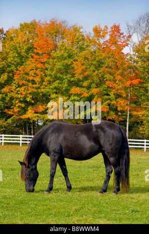 Un cheval paissant dans un pâturage avec feuillage d'automne au Cedar Grove Farm, près de Peacham Vermont USA Banque D'Images