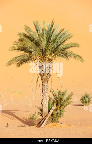 Un palmier dans l'Erg Chebbi à l'extrémité ouest du désert du Sahara Banque D'Images
