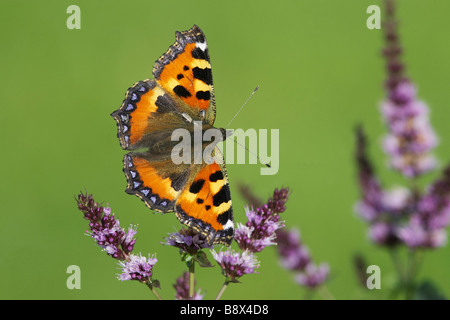 Petite écaille (Aglais urticae), reposant sur des adultes menthe floraison Banque D'Images