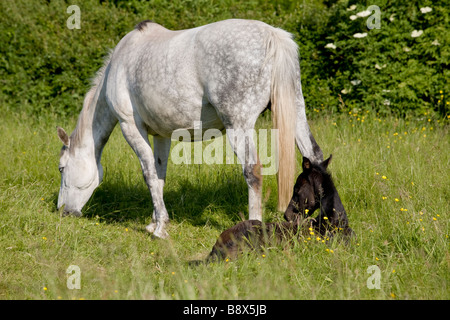 MARE DE PÂTURAGE AVEC LE REPOS D'ANGLETERRE SUR LE TERRAIN Banque D'Images