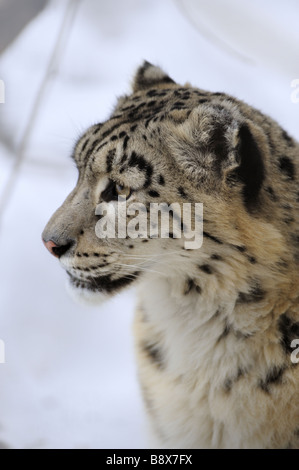 Snow Leopard, faible portrait DOF Banque D'Images