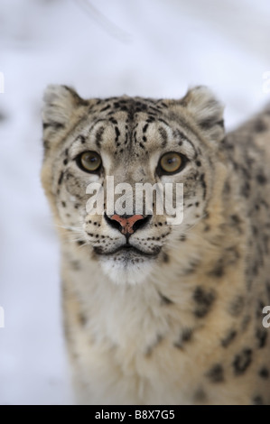 Snow Leopard, faible portrait DOF Banque D'Images