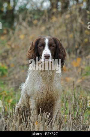 Terrier de travail sur un tournage de faisan dans le Lincolnshire. Banque D'Images