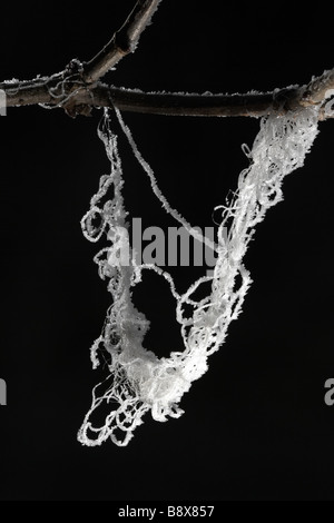 Givre sur la branche d'aubépine et poils d'animaux Banque D'Images