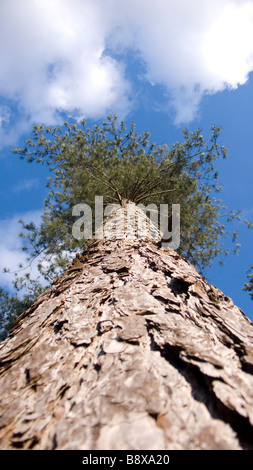 Détail de l'écorce d'un grand pin solide Banque D'Images