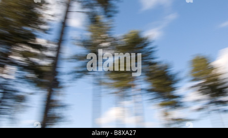 Une requête de droit de grands pins sur le bleu de l'été Banque D'Images