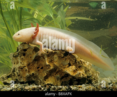 L'axolotl (Ambystoma mexicanum) sous l'eau Banque D'Images