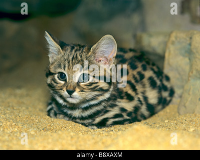 Chat à pieds noirs (Felis nigripes), chaton couché Banque D'Images